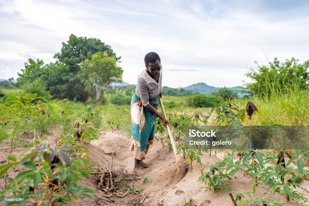 african senior woman working on manioc field african senior woman picking soil on cassava plantation Africa Stock Photo