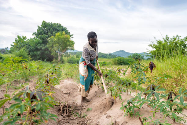 african senior woman working on manioc field african senior woman picking soil on cassava plantation malawi stock pictures, royalty-free photos & images