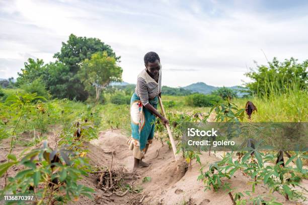 African Senior Woman Working On Manioc Field Stock Photo - Download Image Now - Africa, African Ethnicity, Farmer