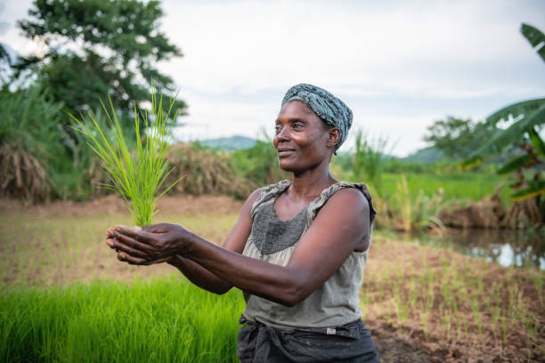 istock african woman holding rice plants in her hands 1136870558