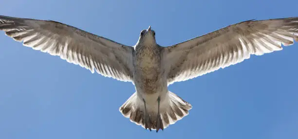 Seagull, Santa Cruz