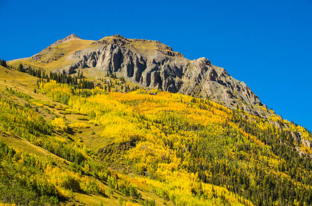 istock Aspen leaves changing in autumn in Colorado 1136871909
