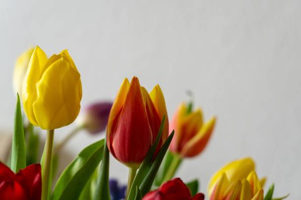 istock Colorful tulip flowers in the vase. 1136872002
