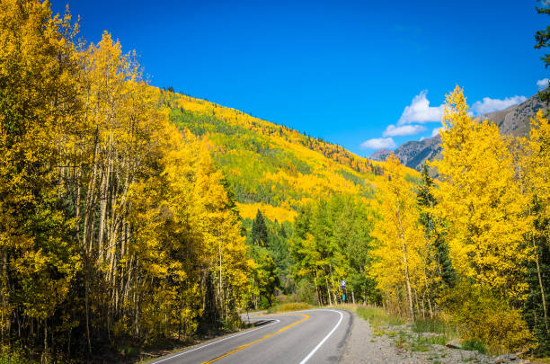 istock Aspen leaves changing in autumn in Colorado 1136872245