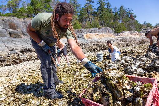 Powell River, Sunshine Coast, British Columbia, Canada - July 22, 2018: Oyster Harvesting during a vibrant sunny summer day.