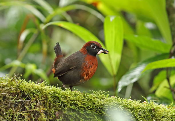 руфус грудью antthrush - formicarius стоковые фото и изображения