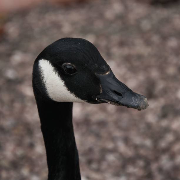 istock A picture of a Canada Goose in Ellesmere 1136872645