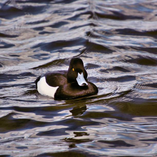 A picture of a Tufted Duck at Ellesmere