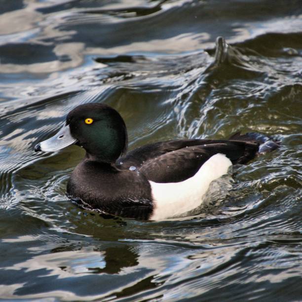 istock A picture of a Tufted Duck at Ellesmere 1136873294