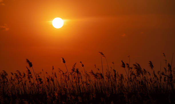 istock silhouette of reed over sunset sky 1136873794