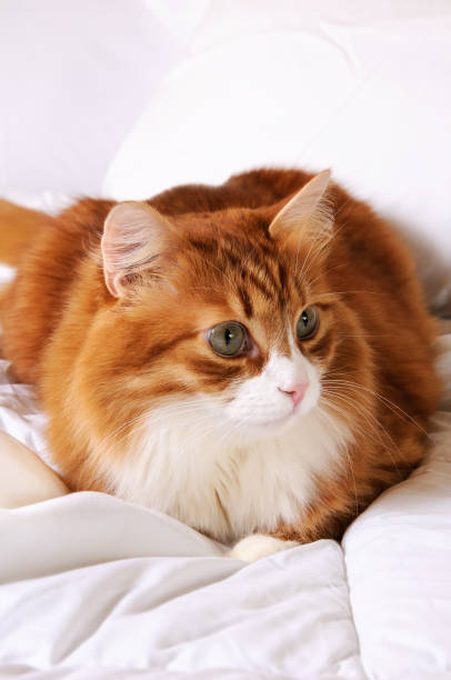 istock Fluffy red-headed cat resting on a bed in a white bed. 1136874910