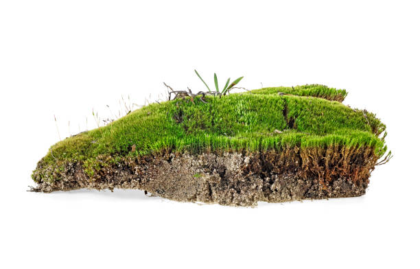 istock Closeup of green moss isolated on a white background 1136875584