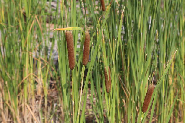 istock Reeds grow on the lake 1136876308