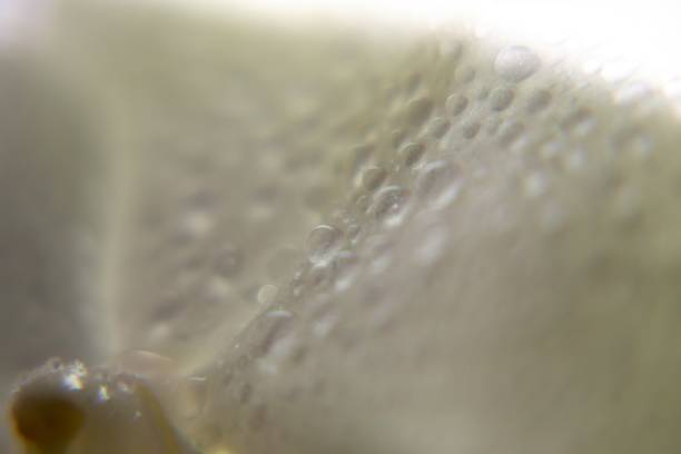 istock Water drops on the orchid flower. 1136876739