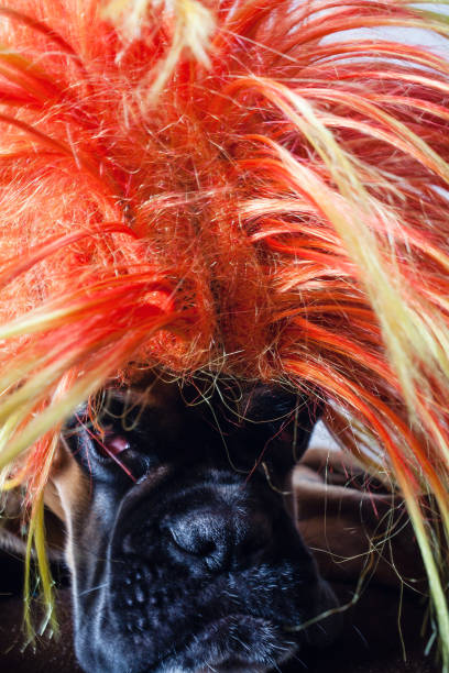 istock Close up on boxer dog's head wearing party wig. 1136876765