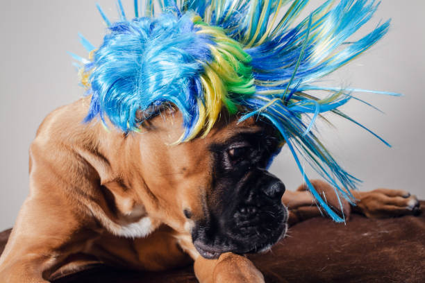 istock Close up on boxer dog's head wearing party wig. 1136876775