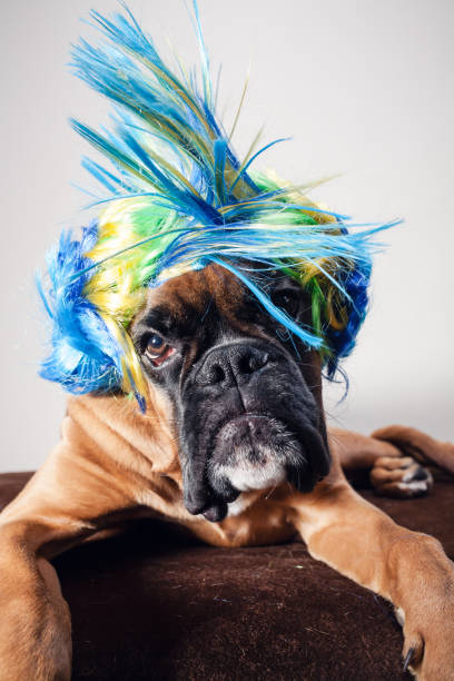 istock Close up on boxer dog's head wearing party wig. 1136876776