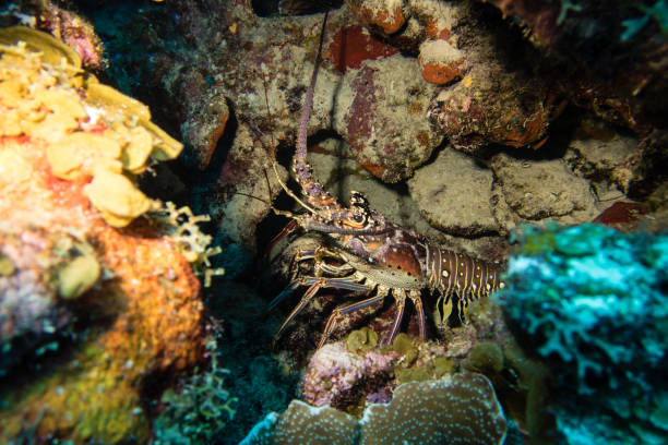 istock A spiny lobster hiding in a cave during a nightdive on tropical Bonaire island 1136876804