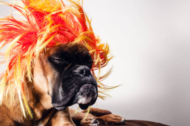 istock Close up on boxer dog's head wearing party wig. 1136876805