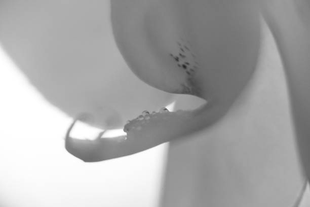 istock Water drops on the orchid flower. 1136877015