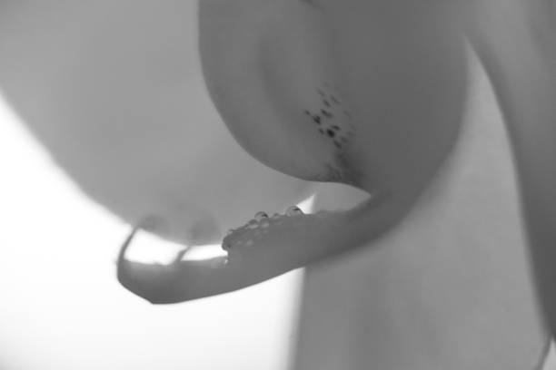 istock Water drops on the orchid flower. 1136877131