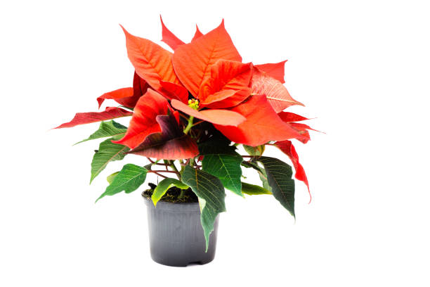 istock Poinsettia flowers isolated on white background 1136878368