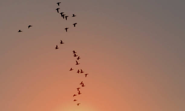 Flying bean geese at sunset Flying bean geese at sunset anser fabalis stock pictures, royalty-free photos & images