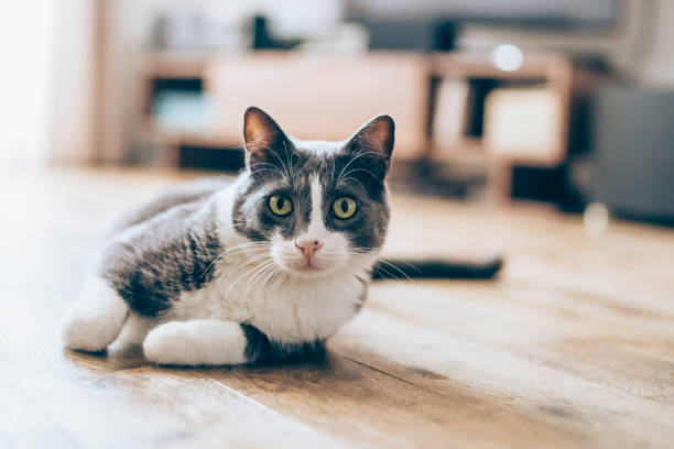 Cat lying on parquet floor Cute cat lying on the floor in living room animal markings photos stock pictures, royalty-free photos & images