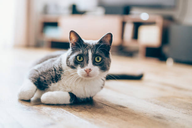 Cat lying on parquet floor Cute cat lying on the floor in living room grey cat white paws stock pictures, royalty-free photos & images