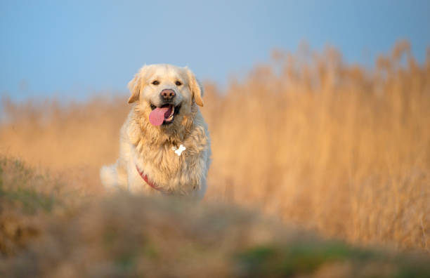 istock Beautifull golden retriever running and jumping 1136882911