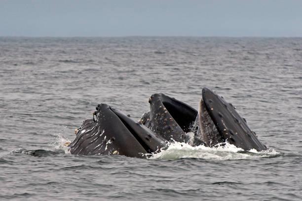 istock Hunpback Whales Lunge Feeding 1136883349