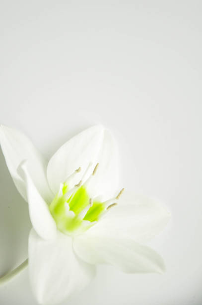 istock Delicate flower with ticles on a pure white background. 1136883668