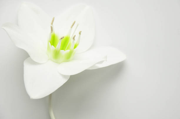 Beautiful soft white spring small flower on a green background the macro. Beautiful easy airy artistic image. Soft focus.