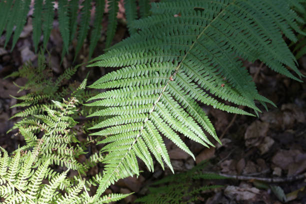 istock fresh green fern leave 1136885060
