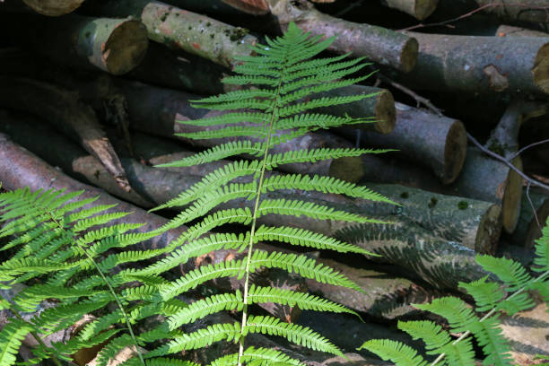 istock fresh green fern leave 1136885081