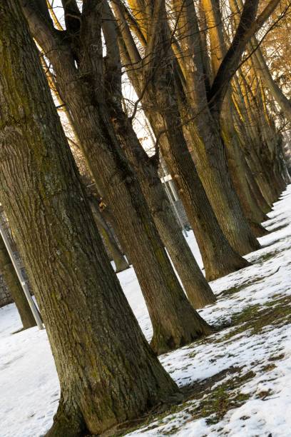 istock Park under the snow during winter. 1136885854