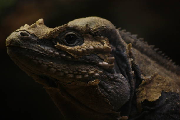 istock Iguana skin shedding head portrait 1136886431