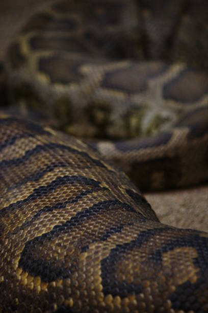 istock Brown big snake skin texture 1136886456