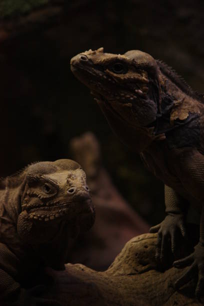 istock Iguana couple portrait skin changing 1136886467