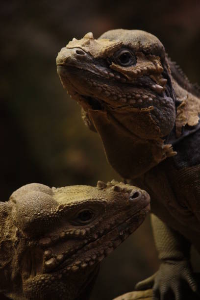 istock Iguana couple portrait skin changing 1136886489