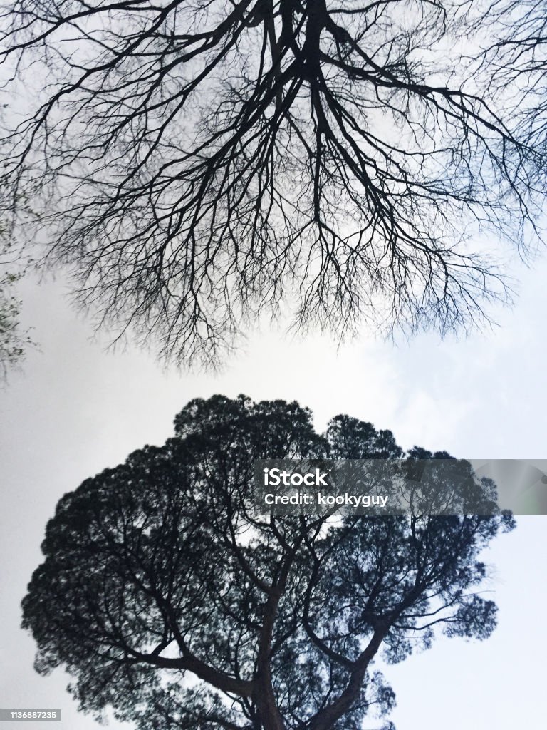 Growing Tree Pattern Abstract Abstract Tree Patterns Against Sky Stock Photo - Download Image Now ...