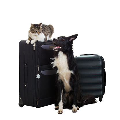 Excited purebred cat and border collie dog stand near luggage isolated over white background with copy space. Pets friends going in vacation, planning holiday together, travel concept.