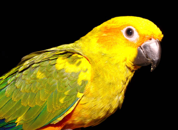 istock The Sun Parakeet in Portrait 1136888624