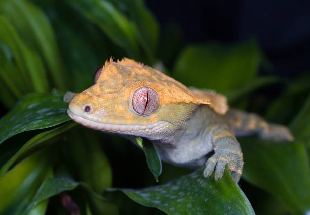 Cute Crested Gecko stock photo