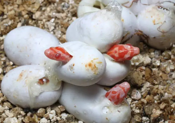 Corn Snake Eggs Hatching (Pantherophis guttatus) color morph  "Coral Snow"