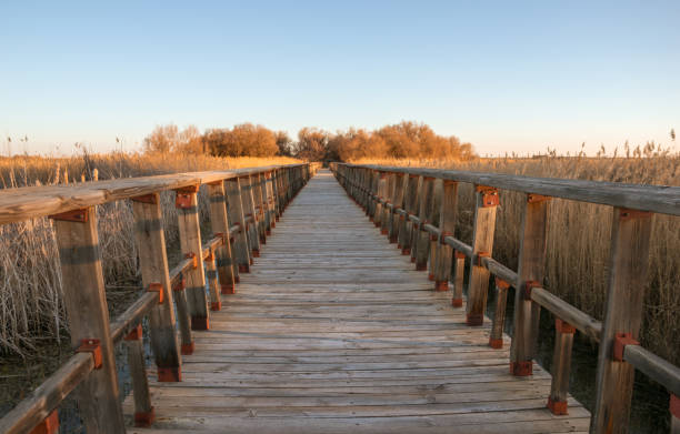 istock Wooden footpath in nature 1136888650