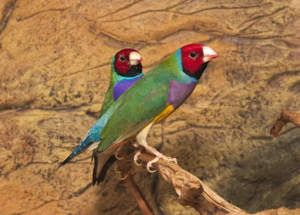 Beutiful Tropic Bird, Lady Gouldian finch, Gould's finch or the rainbow finch (Erythrura gouldiae)