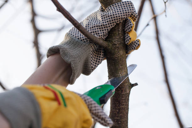 Hands with protective gloves and hand saw trimming the bushes stock photo