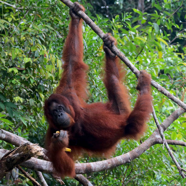 istock Cute Bornean Orangutan in the wild 1136888730