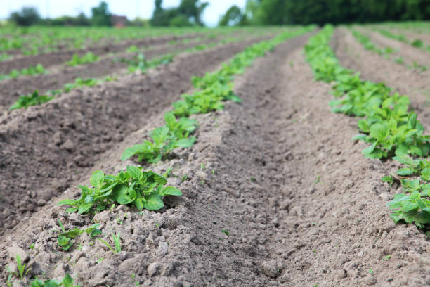 istock Young potato seedlings on an agricultural field 1136888734